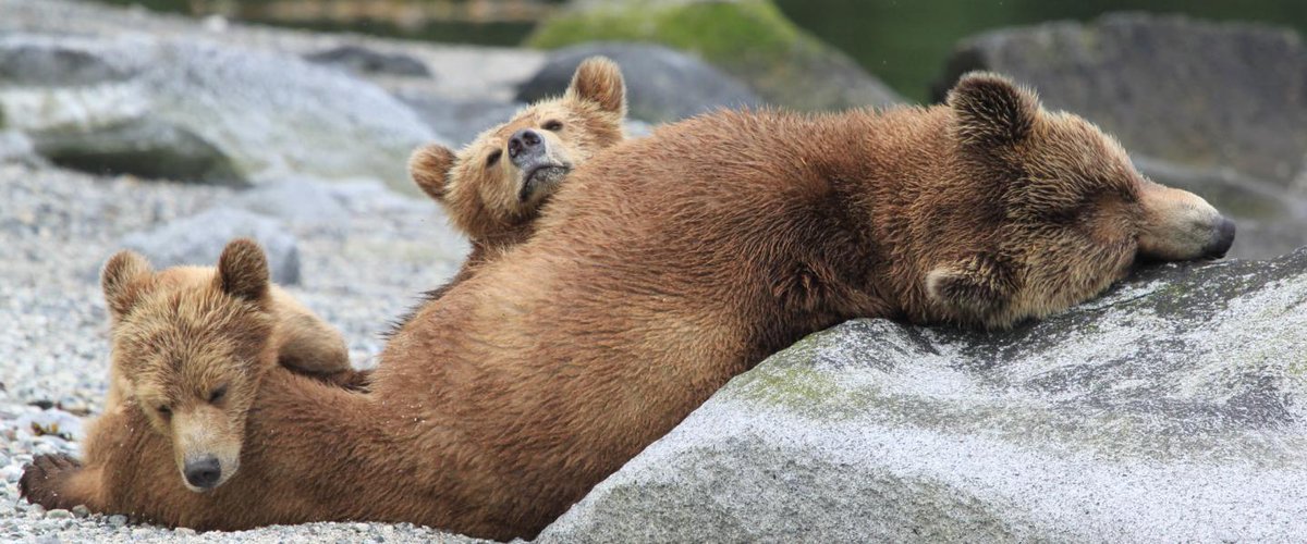 Canada (@explorecanada) on Twitter photo Wildlife spotting during spring & summer in <a href="/HelloBC/">Super, Natural British Columbia</a>: bit.ly/2fkWEGp #ExploreCanada Wildlife spotting during spring & summer in <a href="/HelloBC/">Super, Natural British Columbia</a>: bit.ly/2fkWEGp #ExploreCanada