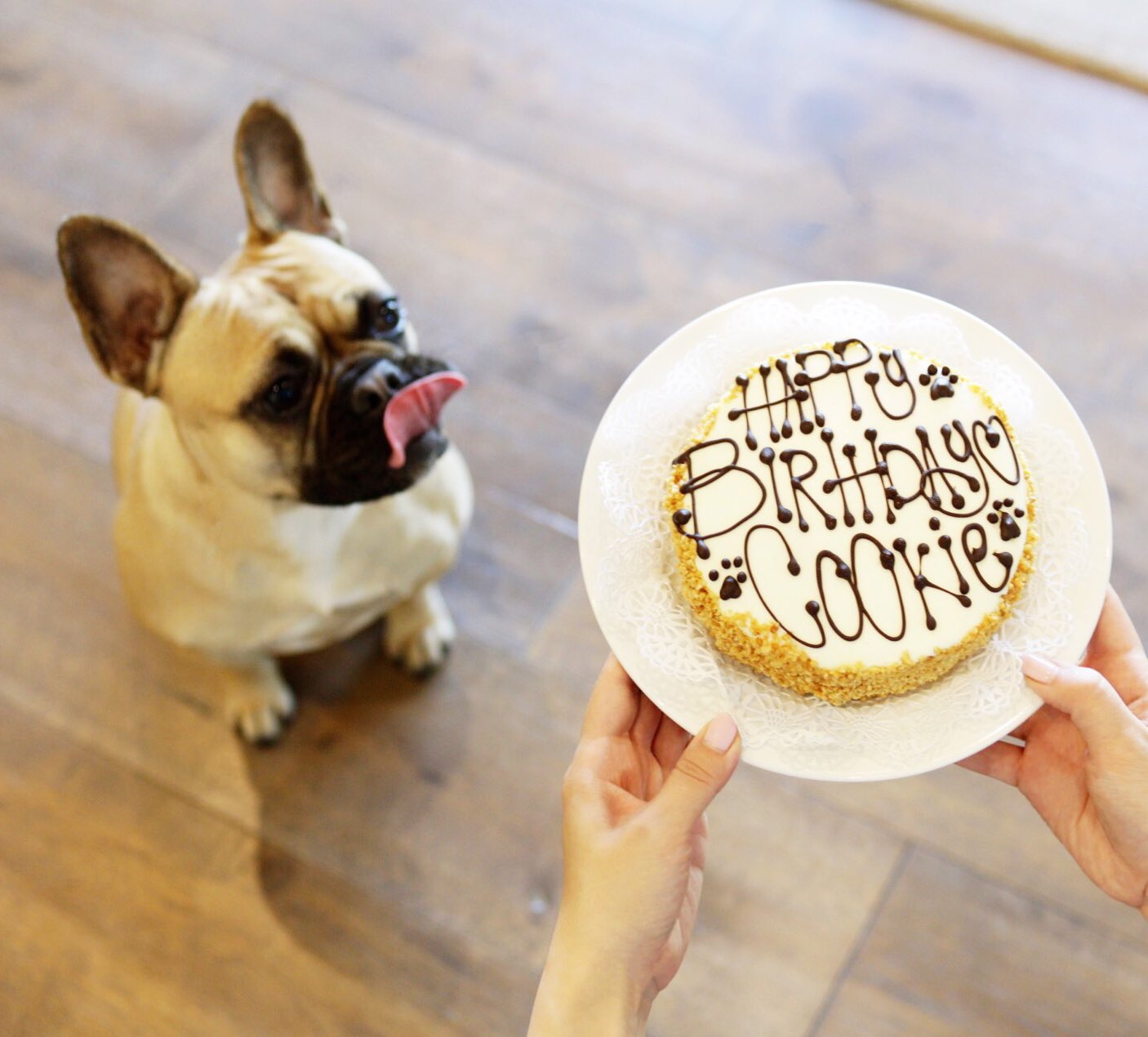 My dog's bakery cheap