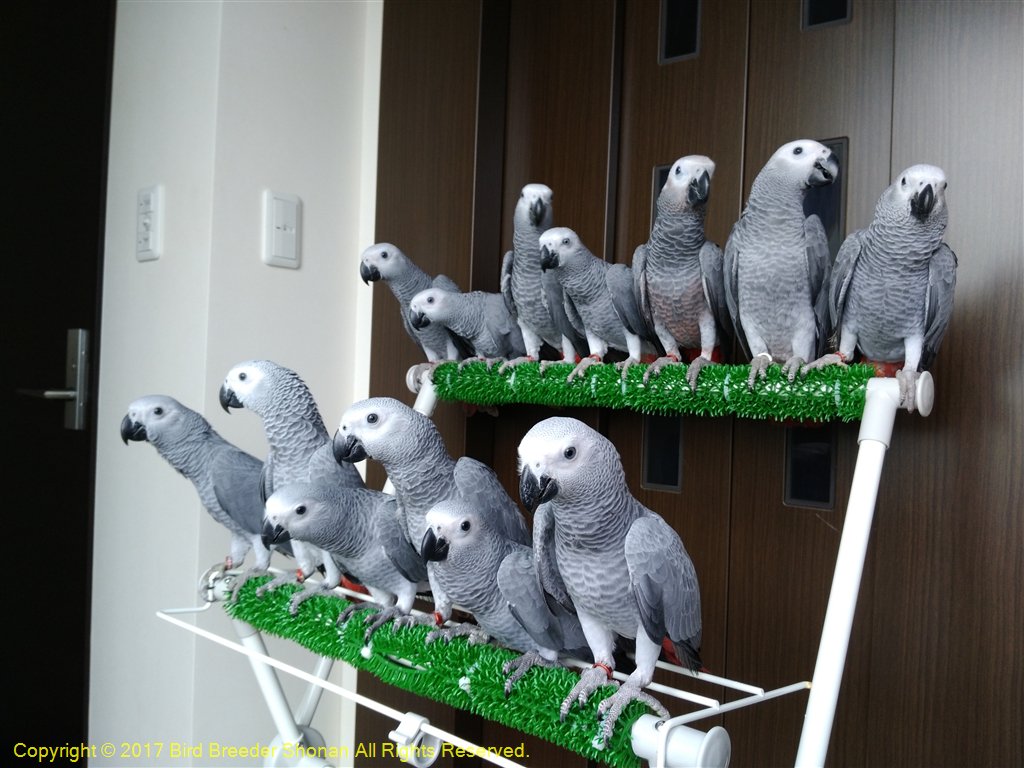 バードブリーダー湘南 Breeder Shonan Twitter バードブリーダー湘南 Breeder Shonan Twitter