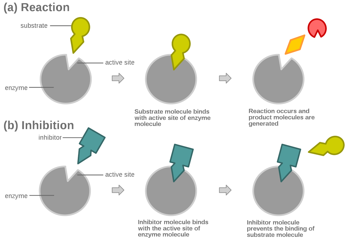 Transcriptomic2's tweet image. Enzyme Inhibition: omicsonline.org/scholarly/enzy…