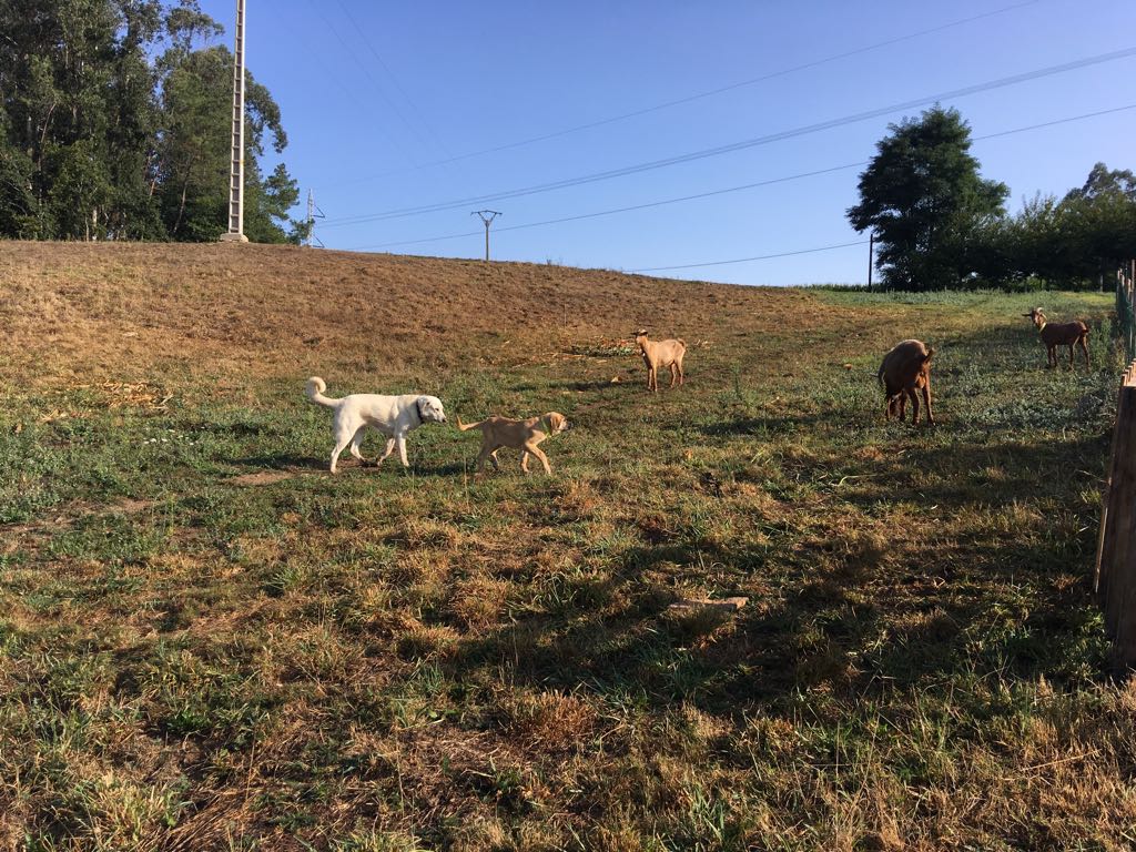 Nuevos miembros de la Finca