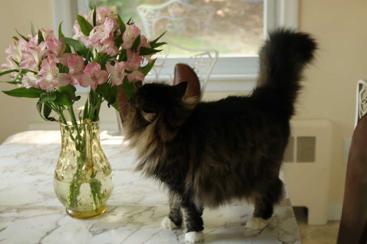LittleMaineCoon's tweet photo. It's #FluffyFursday and my tail is celebrating while I take some time to smell the 🌺! Have a good day, pals! @Cleo_sMommy @Ilovemeowmakers https://t.co/HZVN2T4Kjw