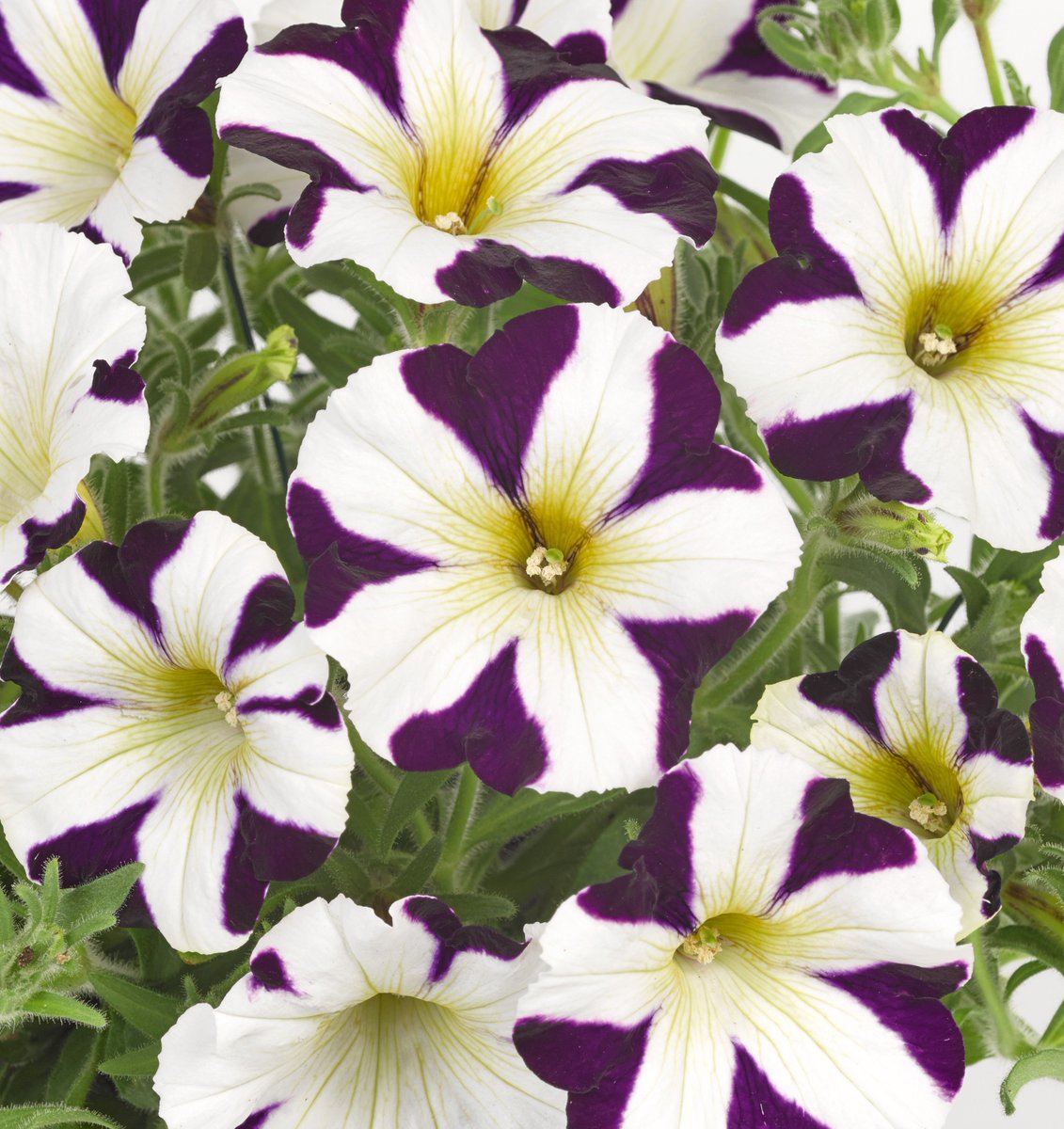 Florensis tweet media