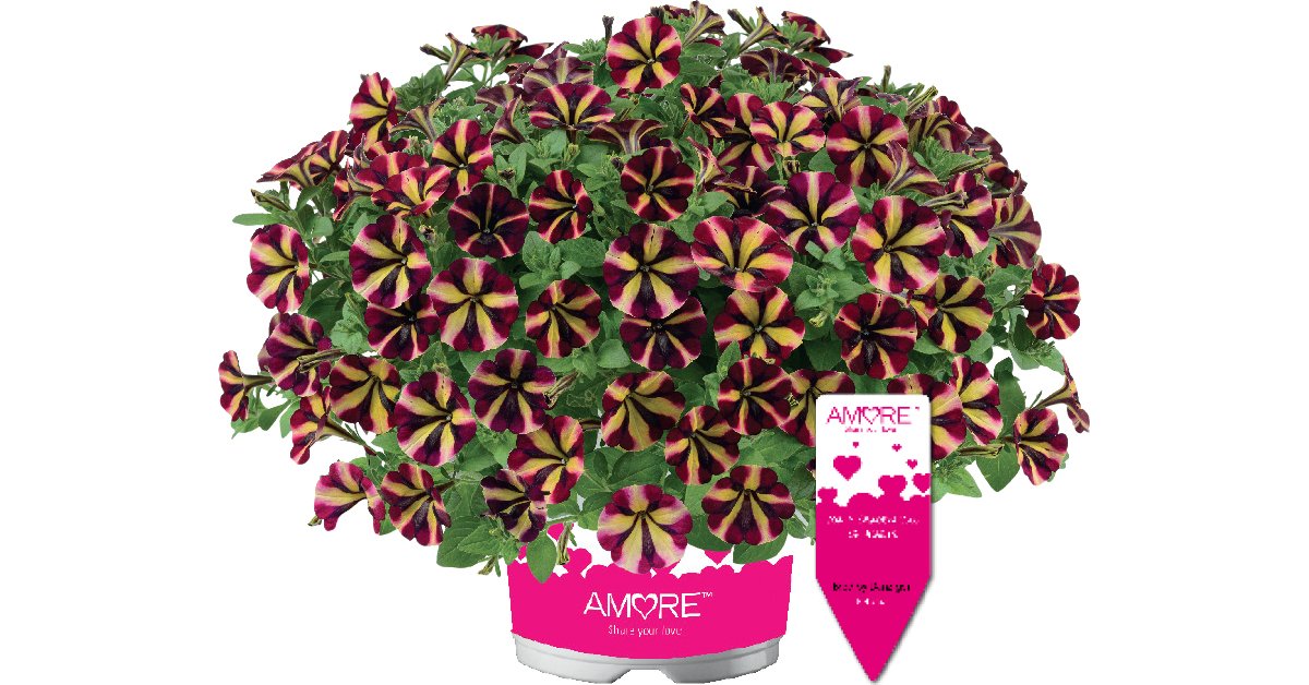 Florensis tweet media