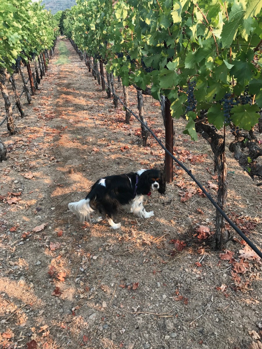 2017 Cabernet of Rose #roséallday  #harvest2017