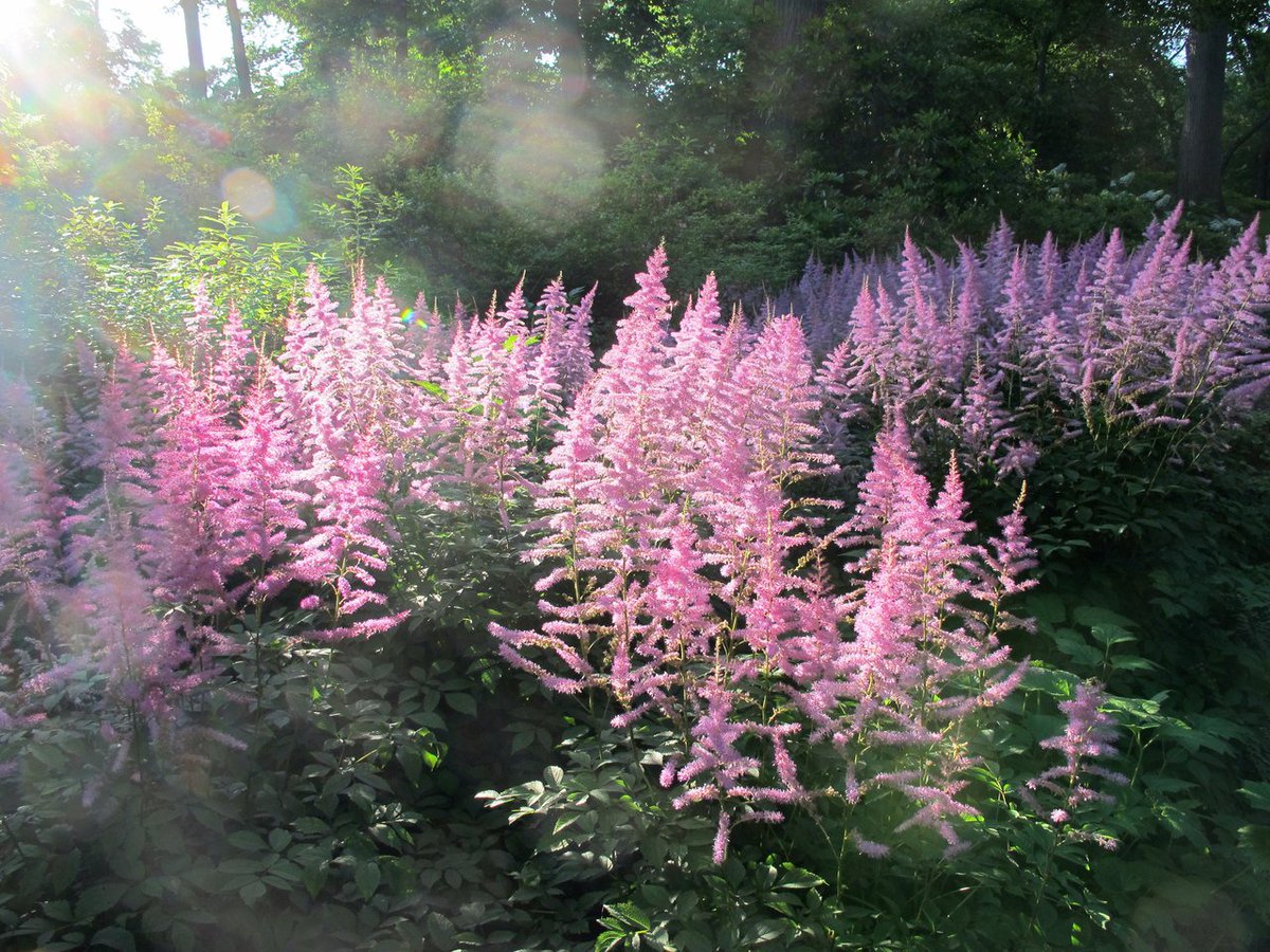 Gardeners_Path_'s tweet image. All About Astilbe, a.k.a. false spirea gardenista.com/posts/gardenin… #growingguide #gardening101