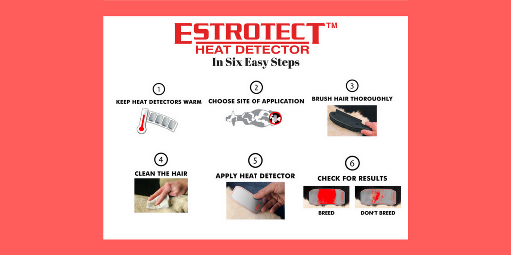 ESTROTECT's tweet photo. Using @ESTROTECT is as simple as following these 6️⃣ no-bull steps.

What's your go-to practice for keeping your #ESTROTECT patches warm? 🔥🌡 https://t.co/hGCBk80Hoh