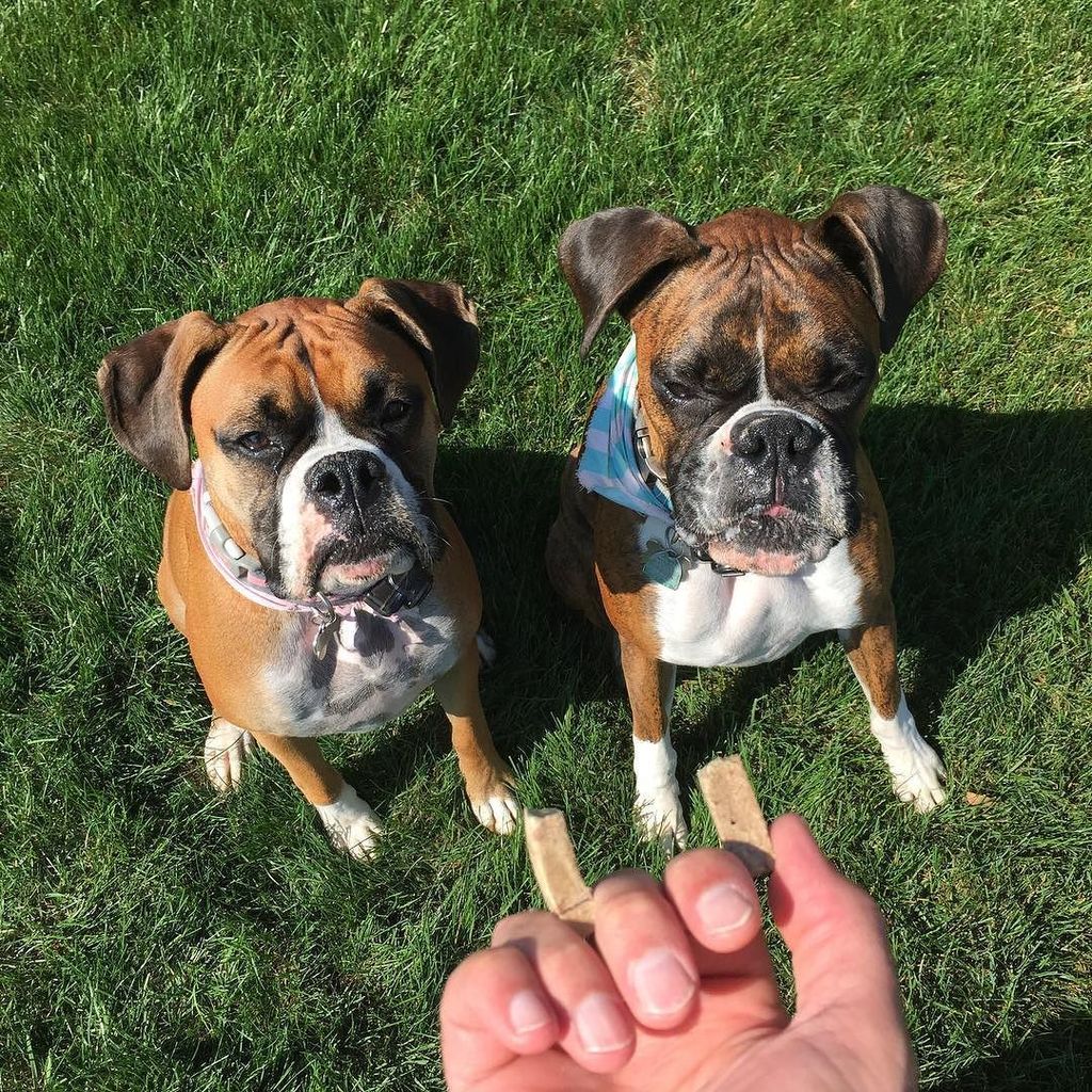 JonLegois's tweet photo. They're trying to look so obedient😜. #everythingintwos #instaboxer #treats #waitforit https://t.co/frgVDYus7T https://t.co/3uJyoOyXcl