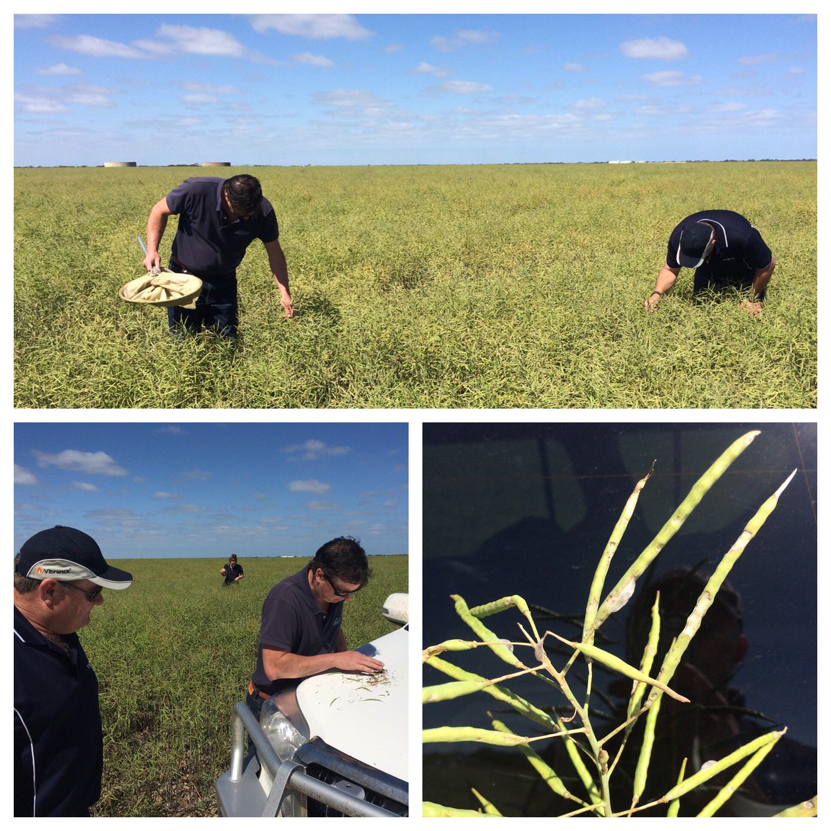 DBM in this Esperance crop escaping an Affirm application as beneficial numbers have increased in recent days <a href="/SEAgroResearch_/">SEAR</a>  <a href="/Seasagro/">Luke Marquis</a>