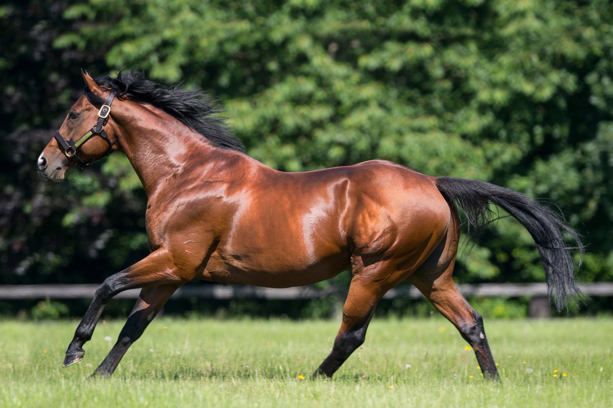 AgaKhanStuds's tweet photo. Another top class 2yo for #Siyouni as Laurens finished strongly to win the Gr.2 May Hill Stakes at @DoncasterRaces. #Promising2yo https://t.co/Fk4Rwmz0gq