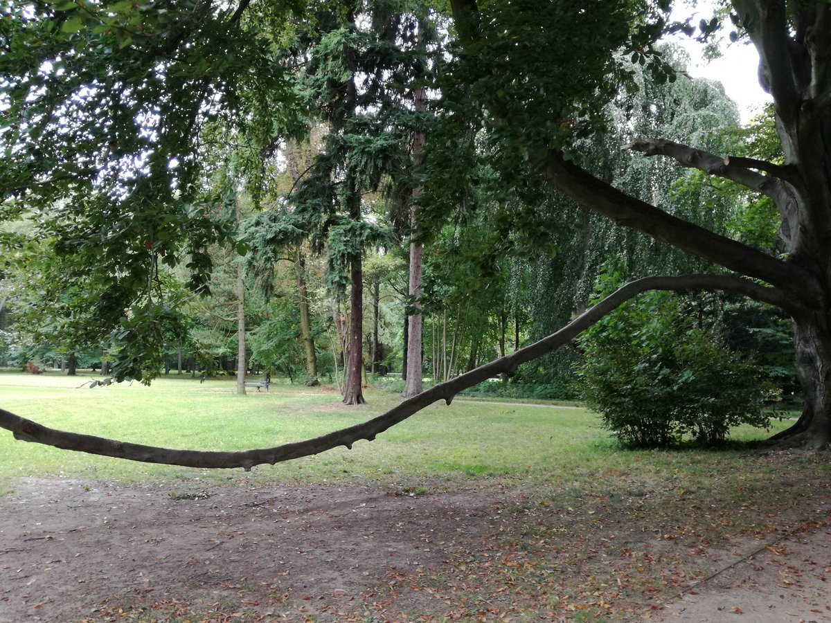 Ein Schaukel Baum 😍
#Dresden
#GroßerGarten