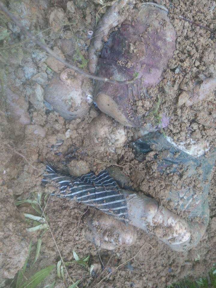 Bodies of Dynet ethnic residents of Yankazedi 
village massacred  by Bengali  terrorists near 
Kyaungdoe village