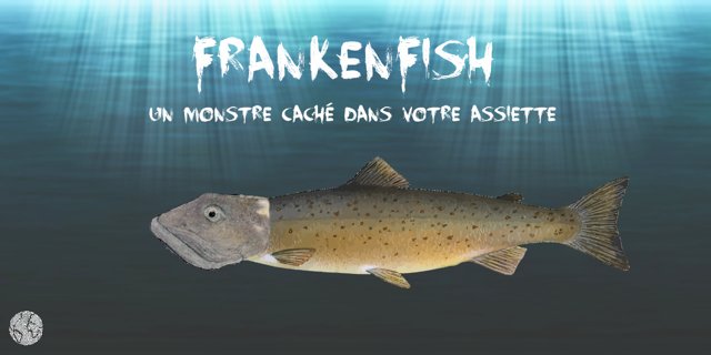 FondationNH's tweet image. Frankenfish : un saumon OGM qui risque de s’inviter dans notre assiette sans qu'on le sache. On dit merci qui? Merci le #CETA ! #RT