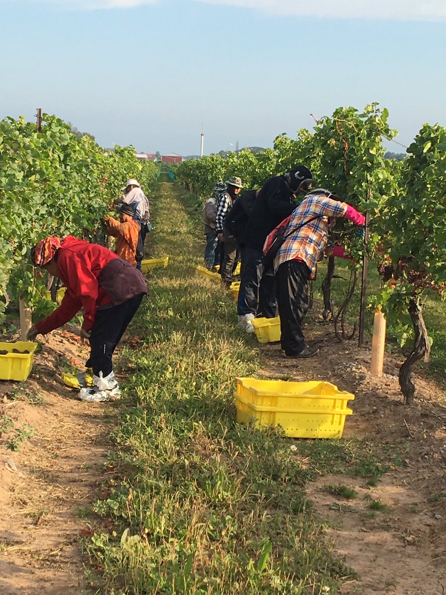 And so it begins <a href="/Tawse_Winery/">Tawse Winery</a>