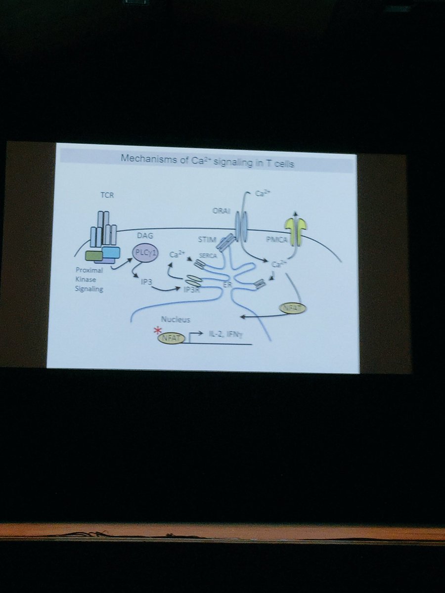 #DGfI2017 Mark Korthias: so that's how Ca2+ flux works in activated T cells, neuroplastin regulates Ca2+ homeostasis