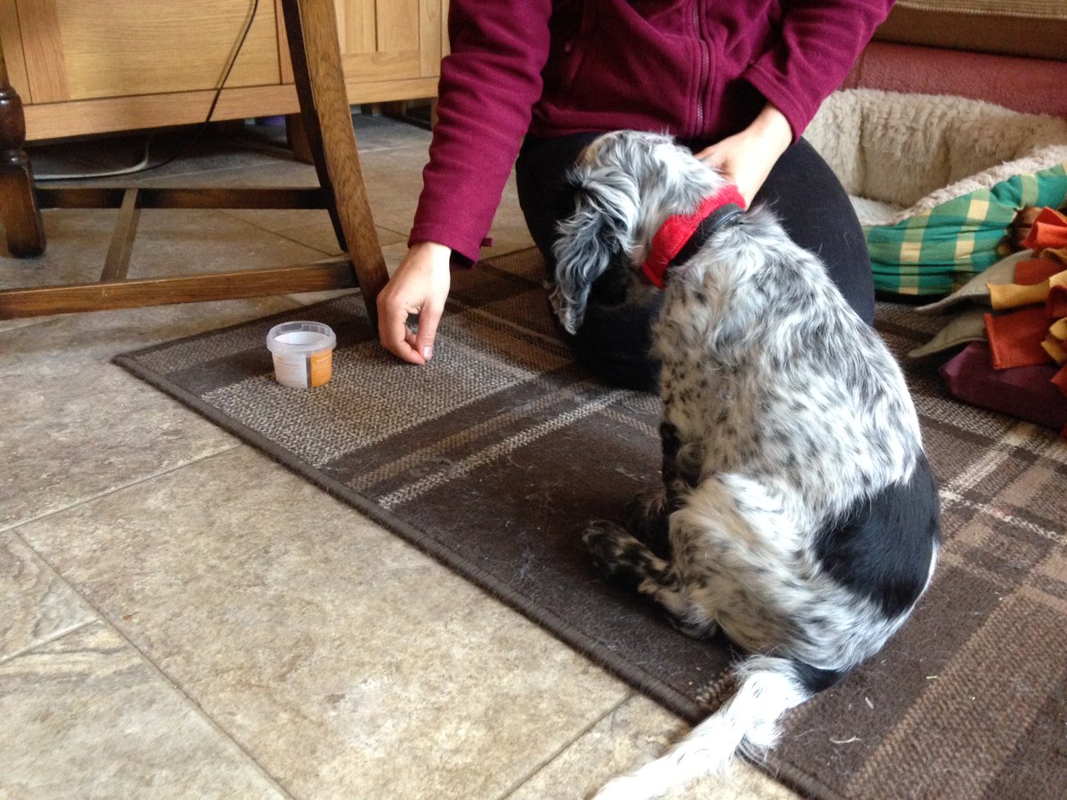 hd_puppy's tweet photo. Amie visited me today she taught me I get more treats if I 'wait' or ๐ at the pot
#puppyselfcontrol
#brainhurts
#HearingDogs
#cleverboy https://t.co/kU9uplAMVN