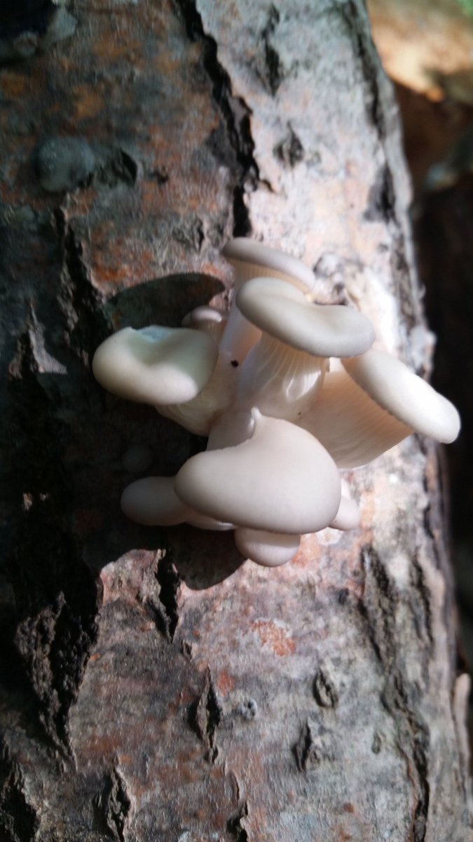Delighted to finally see some Oyster Mushroom growth today! #mushrooms #nbproud #fredericton #nature