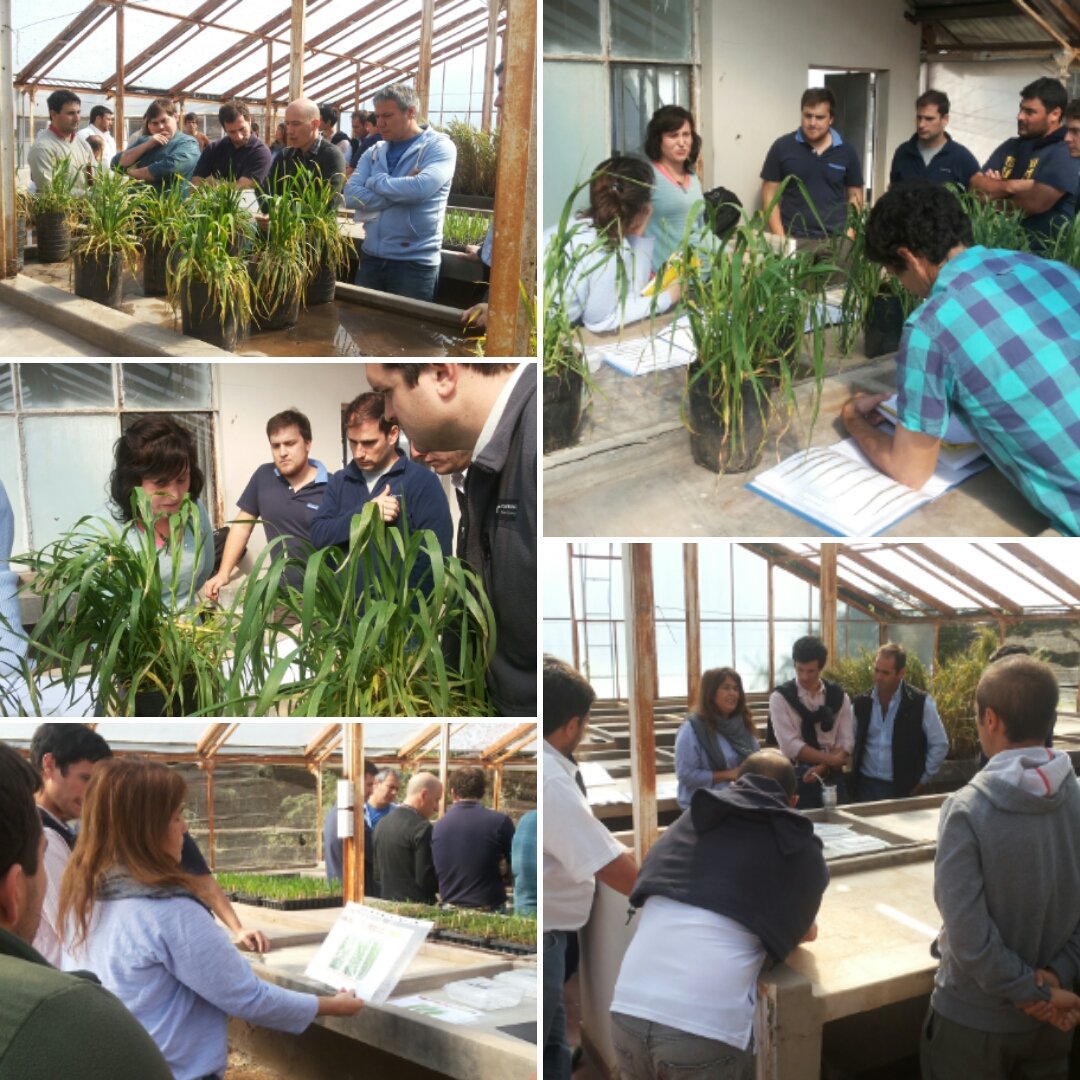 lhraste's tweet photo. #Ahora #RoyasTrigo en #Fitopatologia INTA
Compartiendo experiencias
@lucrecouretot @MatiasPastore3 @marianoluna79 @INTACRBAN @intaargentina https://t.co/tXIoXShf0I