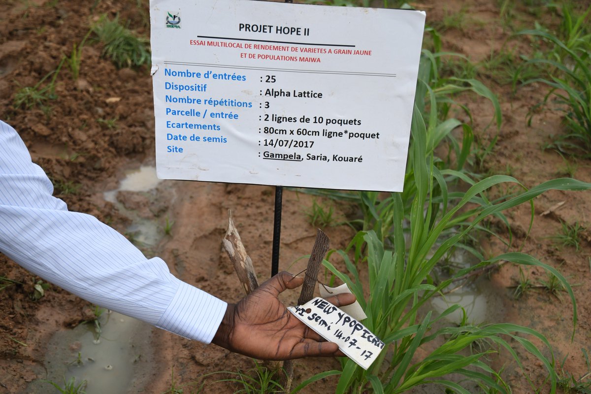 ICRISAT_HOPE's tweet photo. Field visit to the Gampela research station in Burkina Faso.
#HopeIIProject #ICRISAT #Burkina https://t.co/1sEfAUczSE