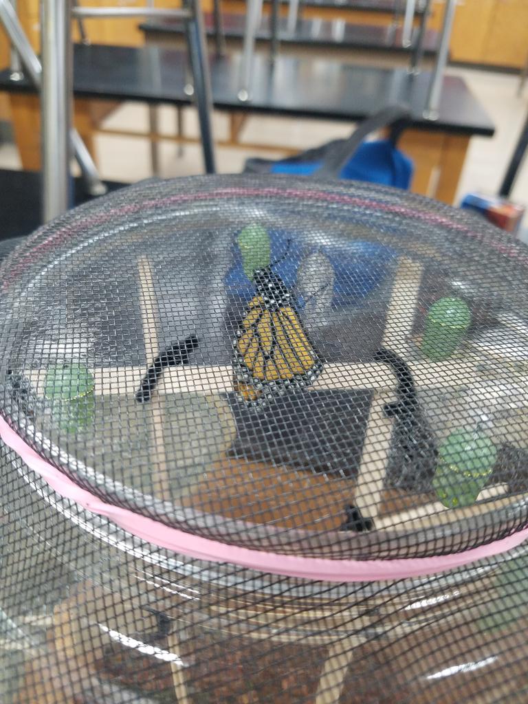 astough1134's tweet photo. Mrs. Guthrie's first butterfly! My monarch in his Chrysalis &amp; another in J formation! #GMSUrbanPrairie @PanthersGMS https://t.co/OkIou3a3sT
