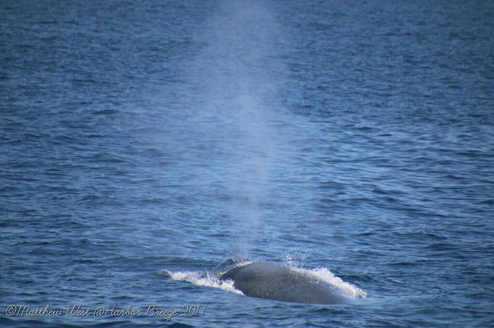 Capt Eric found a Blue #Whale #BlueWhale this week! tickets.harbor-cruises.com