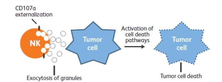 BDBiosciences's tweet photo. Want to assess NK #cellactivation & #cytotoxicity on your benchtop? Download the #BDAccuri #flowcytometry datasheet https://t.co/akDd9ycs9v https://t.co/rTNyAXaw3B