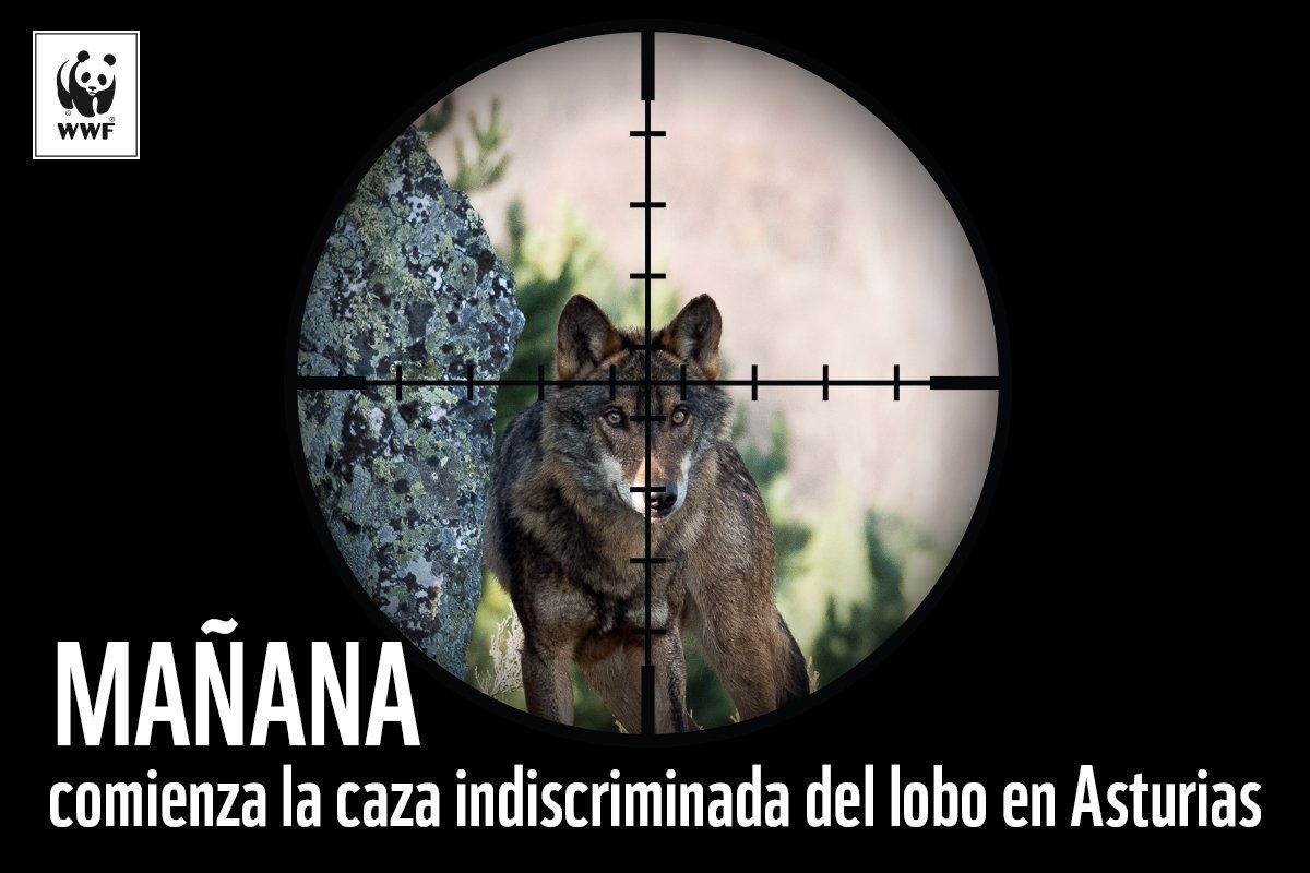 El #lobo es hoy un rehén político. #Asturias vuelve a batidas ilegales con <a href="/javier_asturias/">Javier Asturias</a> <a href="/FSA_PSOE/">FSA-PSOE</a> @PP <a href="/iuasturias/">IU Asturias 🇵🇸</a> #JavierDejaEnPazAlLobo