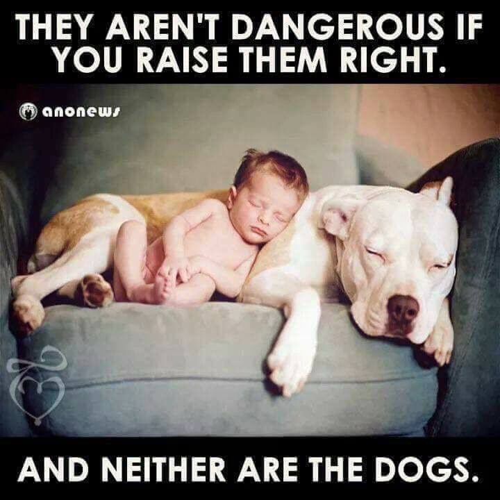 BoxerKiro's tweet image. So true!😉 #dogo #dogoargentino #presacanario #rottweiler #boxer #bullterrier #minibull #dog #cutedog #babywithdog #loveyourdog