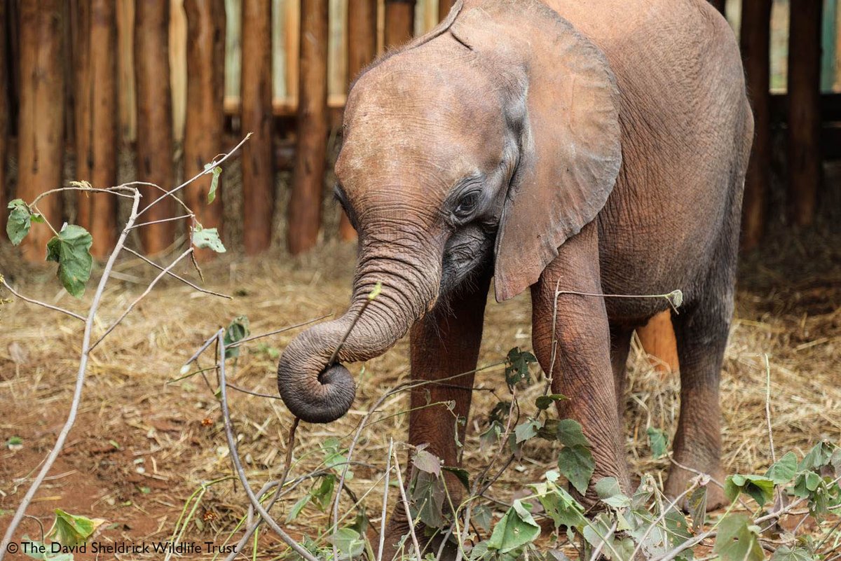 SheldrickTrust's tweet photo. New rescue: Maisha collapsed in a drought-ridden area in Tsavo. She remains fragile but our teams are hopeful of recovery at our Nursery https://t.co/2tDrwGzEMR