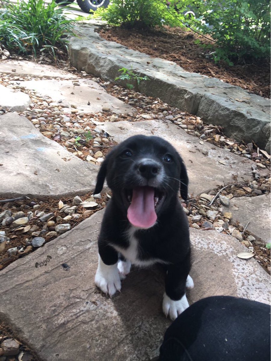 dog_rates's tweet image. This is Stone. He likes to wear socks outside. It's a questionable lifestyle but I support it. 13/10 would pat head approvingly