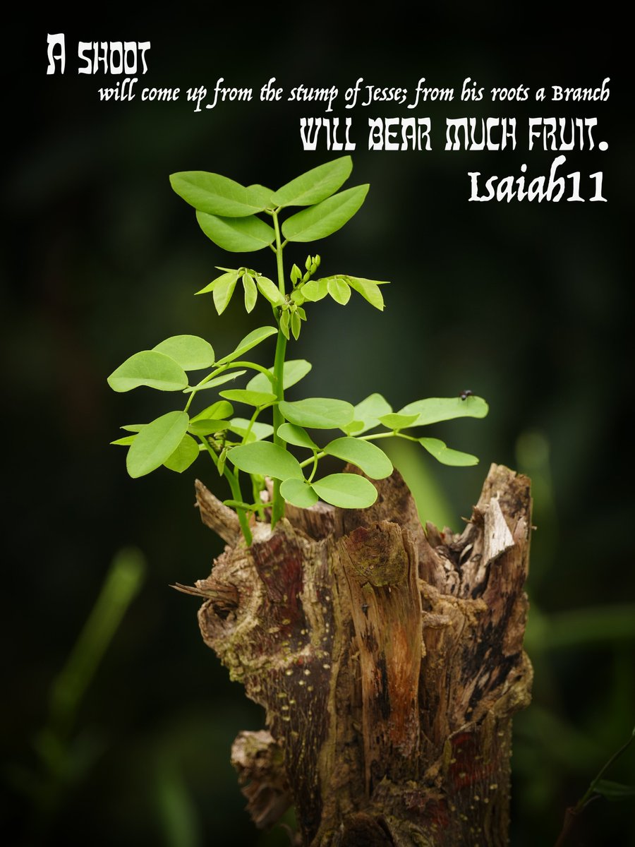 SimNigeria's tweet photo. He will bear much fruit. https://t.co/D2pOuqjo8c