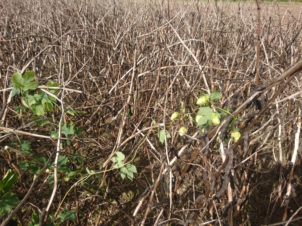 Will Hoad tweet media