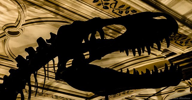 360StateSt's tweet image. Explore Dinosaurs, Ancient Cultures and More at Peabody Museum of Natural History blog.bozzuto.com/connecticut/ne…