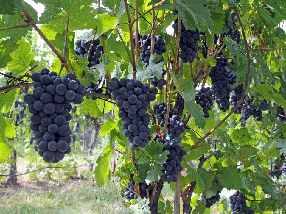 bcwinetrail's tweet photo. Smoke, then rain pose grape harvest challenges https://t.co/W7udB9yi9x https://t.co/UfjH1xDrjF