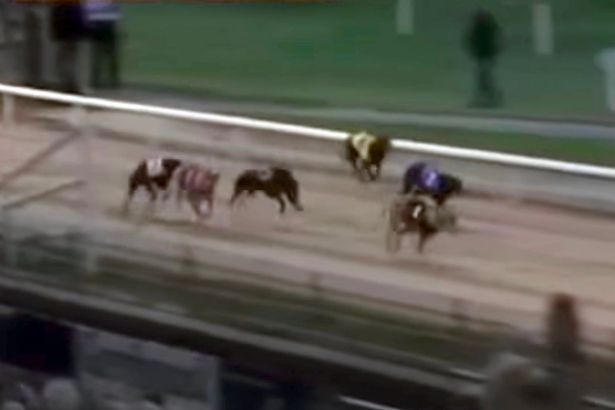 MirrorSport's tweet image. Champion greyhound tests positive for COCAINE after winning owner £27,000 in top race
mirror.co.uk/sport/other-sp…