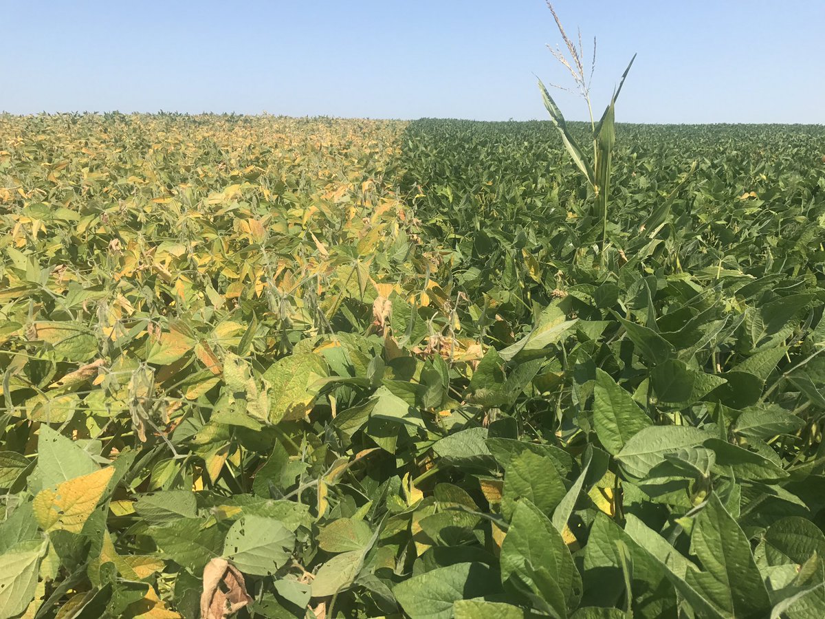 Untreated Channel Soybeans on Left. Channel Treated Soybeans with Acceleron + NemaStrike on Right. Think there is little bit of difference?