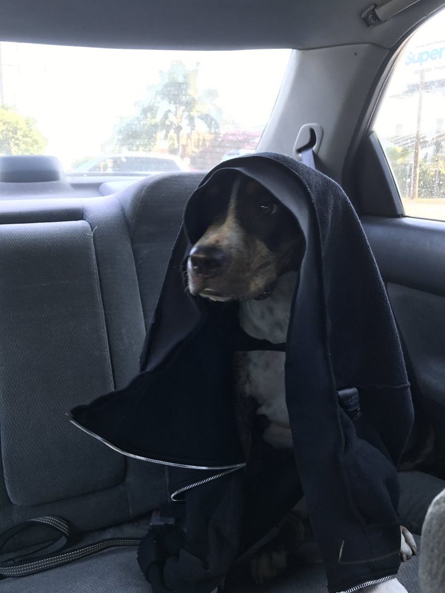 frenchybudx's tweet photo. I think #Marleyboo needs to be cast in the next @starwars movie #starwars #darthvaderdaughter ? Or maybe just #Halloween https://t.co/PRIVEbrtFM