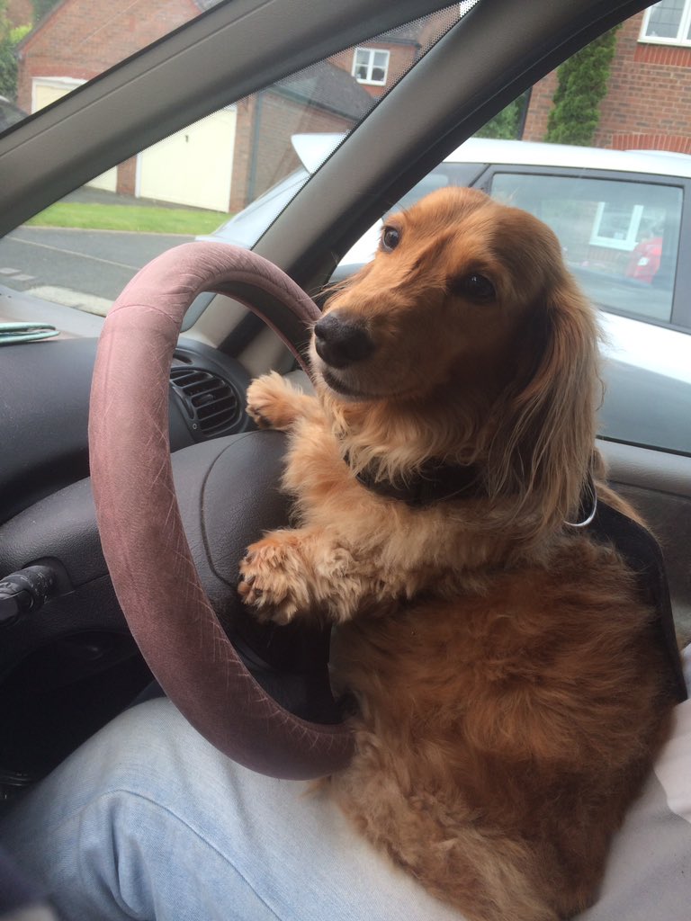 DaxiMama's tweet image. #GORoadtrip We went to wales on the dog holiday and he was in the car before we packed up!So funny!He&apos;s definitely not driving! Daximama+Dog