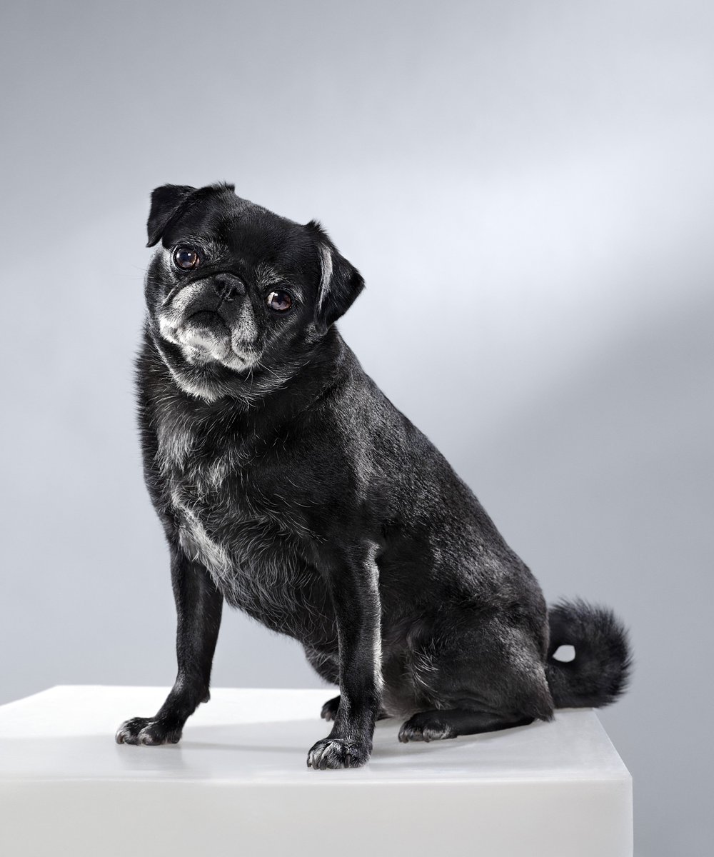 ImpactDigitalNY's tweet photo. #throwback to an especially adorable cover shot for TIME @time shot by Finlay Mackay // @impactdigital // #puppydogeyes #impactdigital https://t.co/BRqiiqdPUT