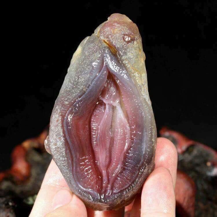 GiftedAsia's tweet photo. These Shellfishes have uncanny resemblances to human vaginas. You can't tell me that we aren't nature personified. https://t.co/Lm4OedVn5d