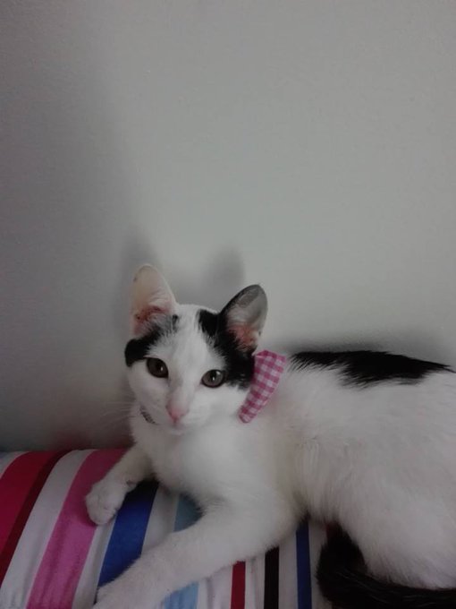 Meowwww! https://t.co/0tBJHGUKWQ<a href="/tag/manyvids"class="tags"><span>#manyvids</span></a>