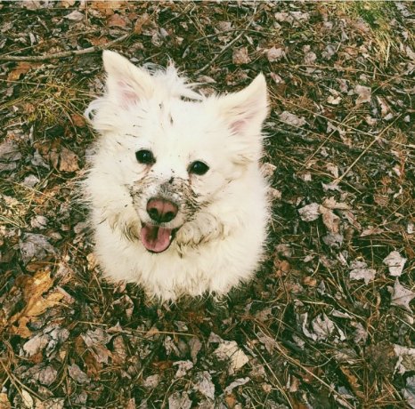 ModernDogMag's tweet image. Happiness is a mud covered face and four muddy paws! #dogslife #moderndogmagazine moderndogmagazine.com/photocontest/e…