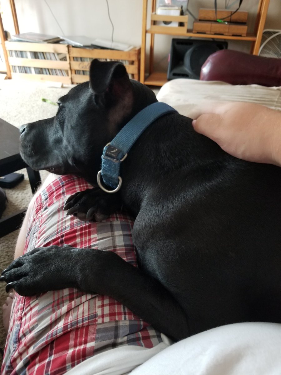 MorningSplash's tweet image. Best way to spend the afternoon with my best buddy. @ben_merritt Share a pic of your pup too.