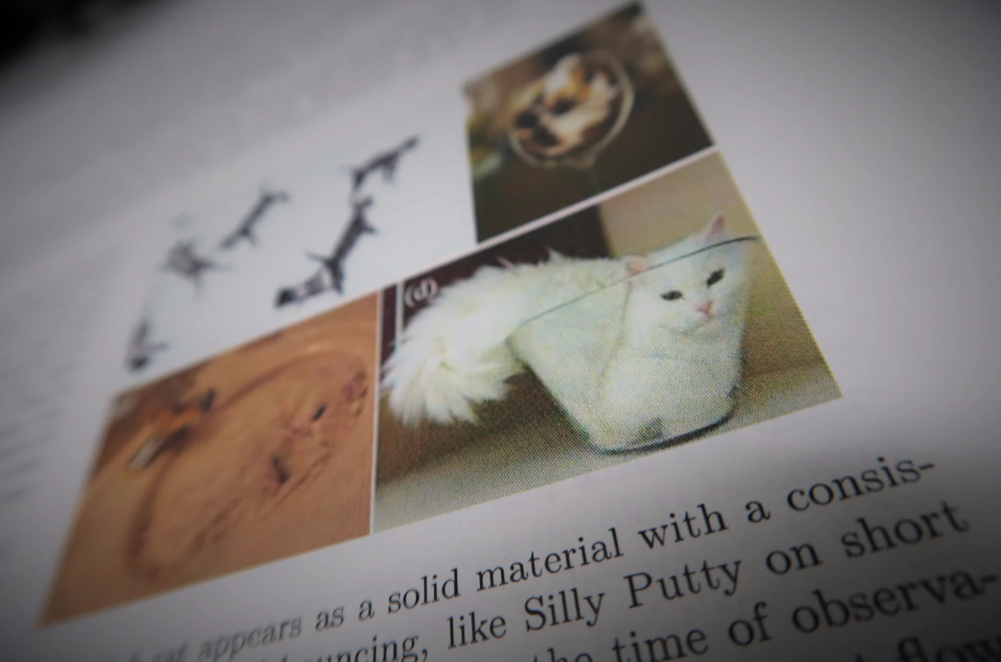 猫は固体であり液体である！？今年のイグノーベル賞でついに猫の正体がバレるｗｗｗ