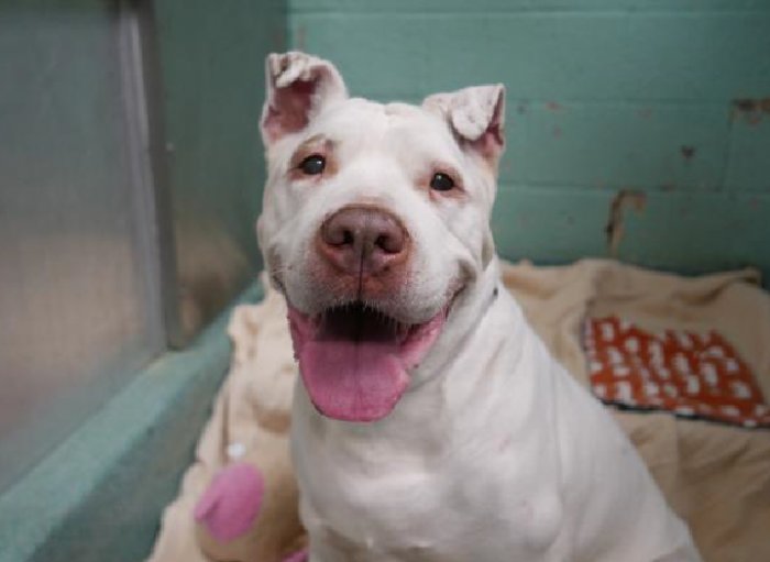 UrgentPart2's tweet photo. BETA - A1124810 - TO BE DESTROYED 09/15/17  A volunteer writes: Merely thinking about Beta makes my heart ...
https://t.co/upML6mwxoQ https://t.co/XR3TC51Npf