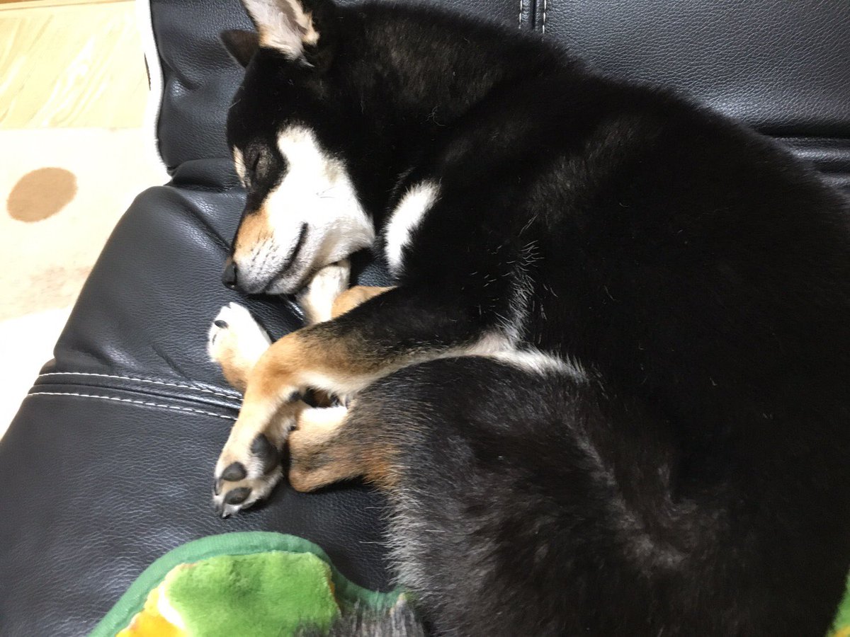 黒柴 豆柴 もも パパアカ 丸まって寝るのが好きなんです 柴犬 豆柴 Shiba Momo Shibainu 黒柴 Mameshiba T Co Onmd5vxs3j Twitter