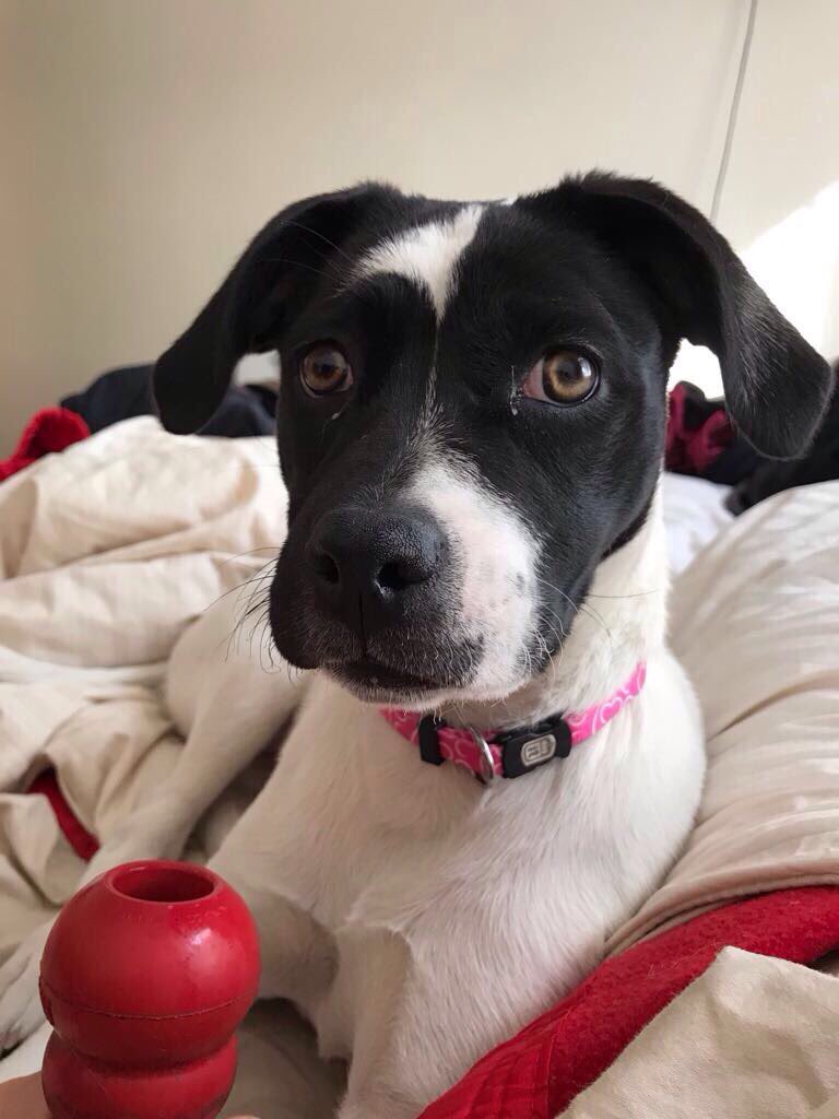 Se acaba de perder a pasos metro Tobalaba, rogamos difundir, se llama Puppy y tiene chip...RT #Providencia