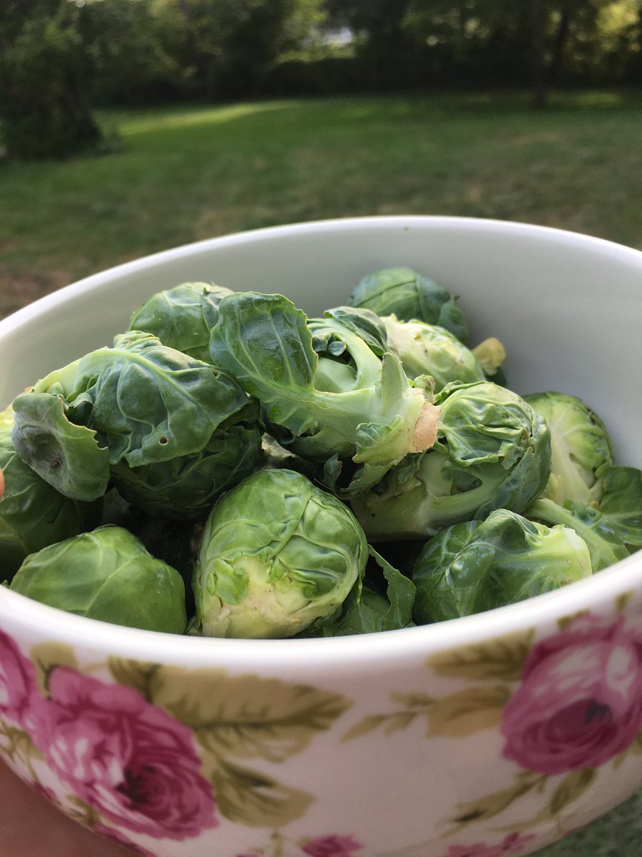 KCCateringLLC's tweet photo. We're #cooking up some Brussels Sprouts for #dinner. What are some of your favorite #veggies from the #garden? #food #healthy #healthyeating https://t.co/yOoFGHtCh3