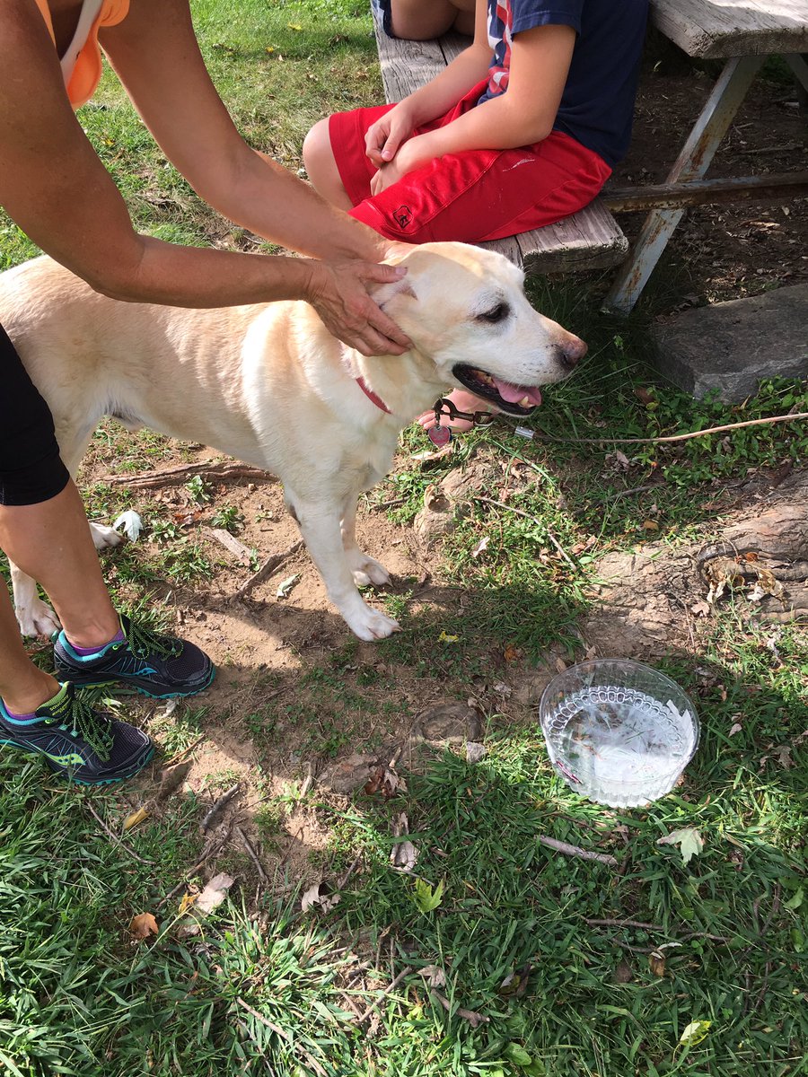 benji_rich's tweet photo. My mom found this good boy without a collar on Shamrock and Broadway in Bel Air. He's in good hands but please share so we can get him home https://t.co/FCbWBL3MV6