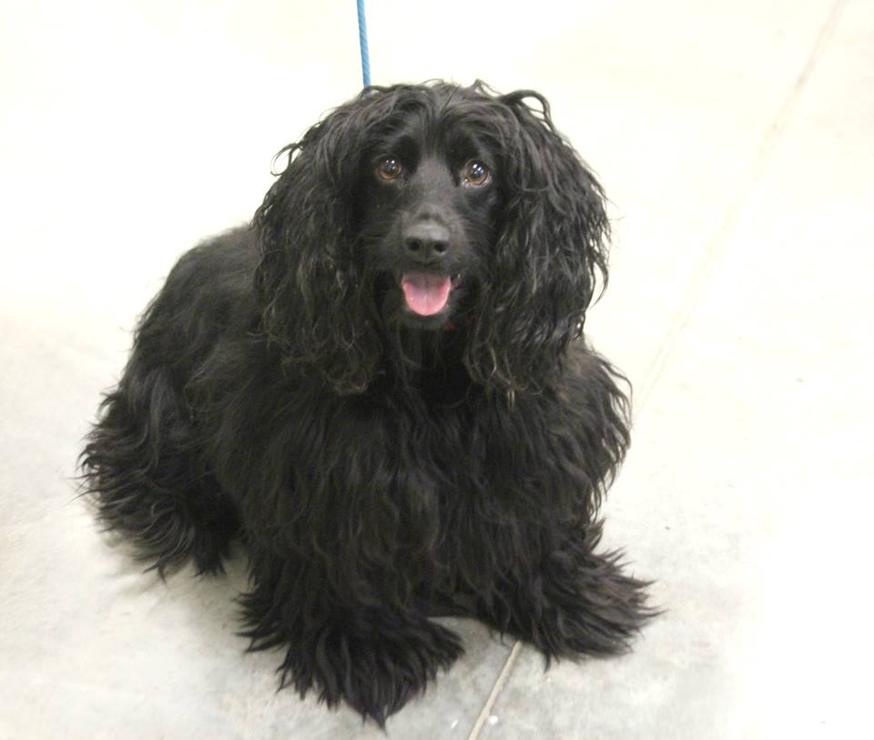 LCHSPets photo
